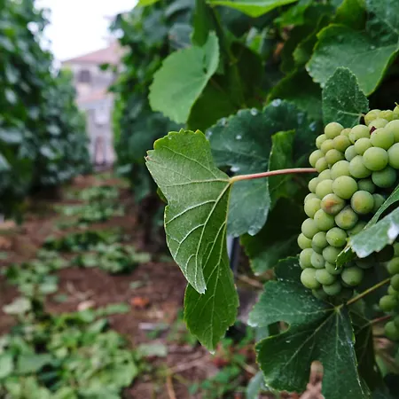 Quinta Do Serrado * Câmara de Lobos